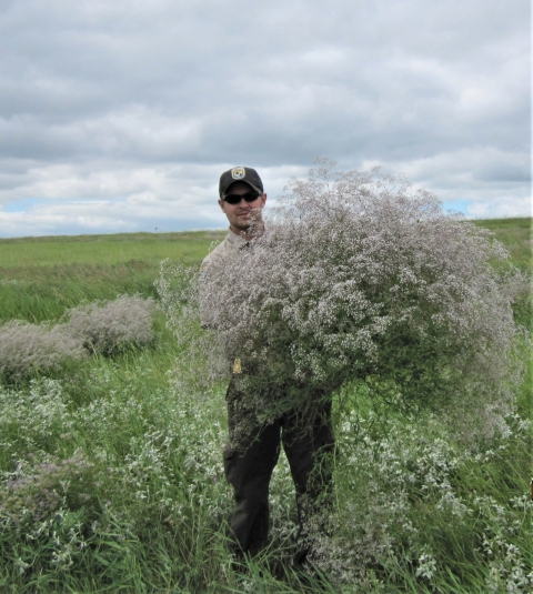 USFWS employee holds a large invasive Baby's Breath plant.