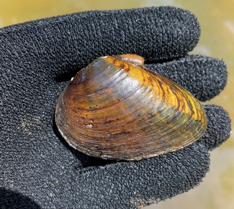 left valve of Ptychobranchus foremanianus mussel displayed in person's hand