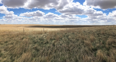 Grassland stretches into the distance. 