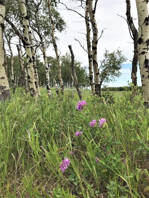 Pink wild bergamot flowers blooming in front of a stand of aspen trees.