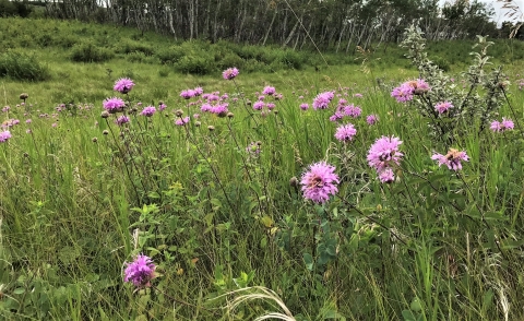 A patch of pink wild bergamot in front of a stand of aspen.