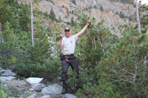 A Refuge worker holds a whitebark pine cone in his hand while holding onto the tree he collected it from among other whitebark pine trees