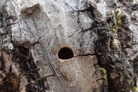 These D-shaped holes are a telltale sign of emerald ash borer