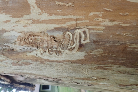 Squiggly lines left on tree bark by emerald ash borer