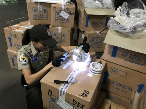 A female wildlife inspector in a black hat and tan uniform shirt crouches next to a large shipping box, holding a flashlight to examine a plastic bag with live coral.