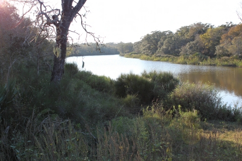 Live oak and other green vegetation in the foreground along the shoreline of a wetland that bends in the background. 