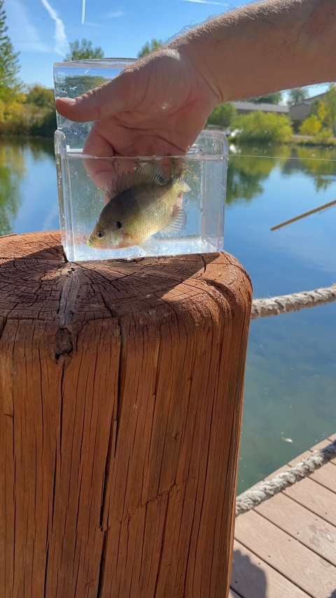 Microfishing angler uses a small clear tank to examine catch. 