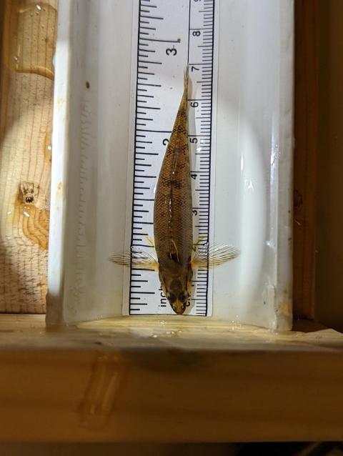 a small fish gets measured and comes to about two and a half inches in length