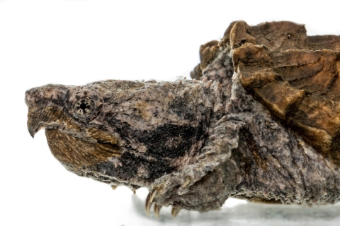 Close up shot on white background of an alligator snapping turtle