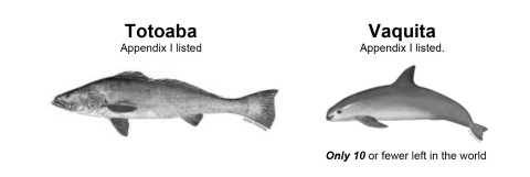 Comparison graphic of the totoaba and the vaquita