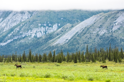 two moose on a clearing with trees and mountain behind