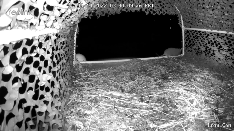 Hidden camera view with black and white night vision view inside a raft with a muskrat at the entrance.