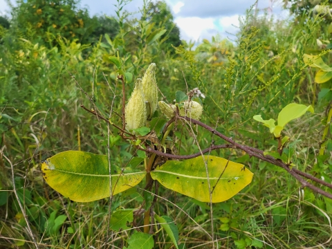 A close-up photo of a milkweed plant in a meadow