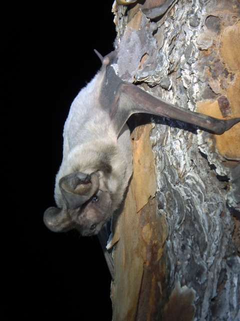 A Florida bonneted bat rests on a tree trunk.