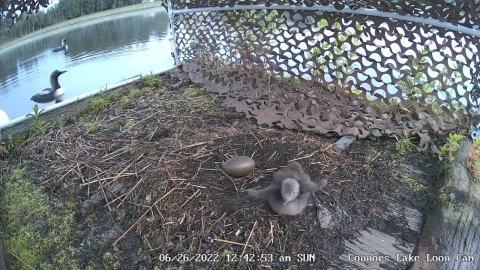 Hidden camera view inside a raft with one Pacific loon chick and one egg in a nest with two adult Pacific loons at the entrance. 