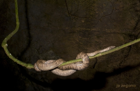 Full shot of a Puerto Rican boa, tangled on a thick green vine in the dark