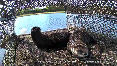 Hidden camera view inside a raft with two river otters inside. 