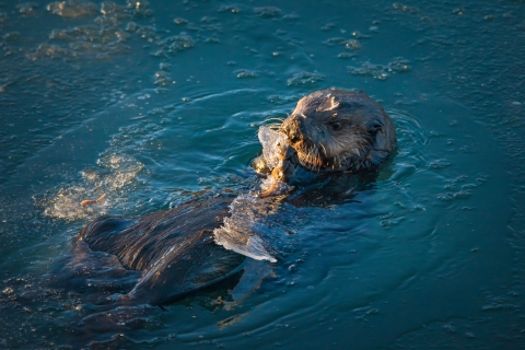 a sea otter holding a piece of ice
