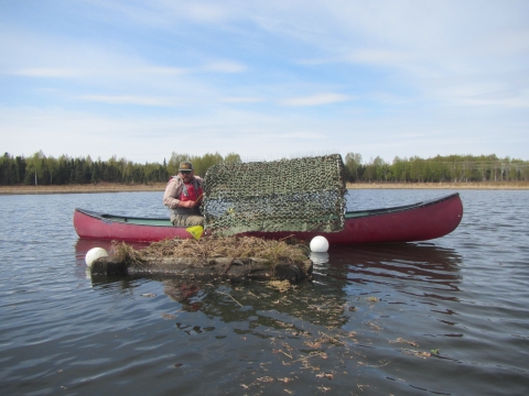 Biologist in a canoe sets a canopy on a raft with a nest built on it. 
