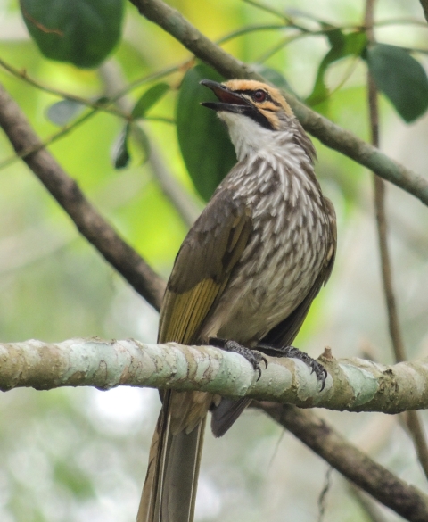Full shot of a large, brown and white bird with yellow crown and cheeks and two prominent facial stripes on its face, perched on a tree in the rainforest