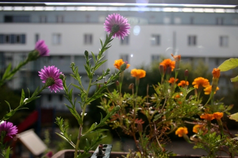 A group of blooming pollinator plants in a widow box, with an apartment complex in the background.