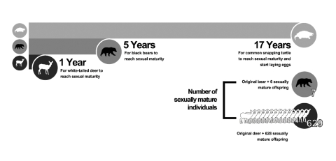 Comparison of the reproductive potential between white-tailed deer, black bear, and common snapping turtle. The snapping turtle becomes reproductively mature at 17 years of age, by which time a black bear may have produced seven and a white-tailed deer 629 reproductively mature offspring (not including mortality). Data source: IUCN Tortoise and Freshwater Turtle Specialist Group, CITES CoP15
