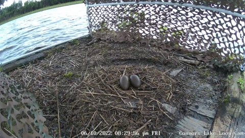 Hidden camera view inside a raft with two Pacific loon eggs in a nest. 