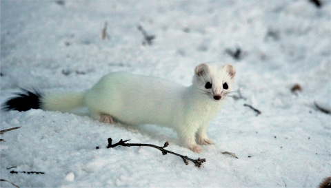 A white weasel with a black-tipped tail in snow.