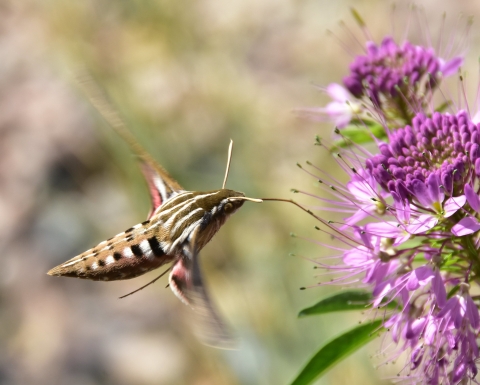 A hummingbird moth, with a long tounge, nectars on a Rocky Mountain beeplant