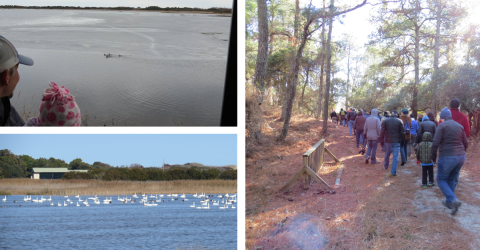 A collage of three images. One is a father and child looking out an open air window at a group of ducks in the water. The second is a large group of swans sitting in the water in front of grassy vegetation and a building with a green colored roof. The third is a group of a couple dozen people walking down a trail in the woods. The trail is covered in pine needles and the trees are tall pine trees.