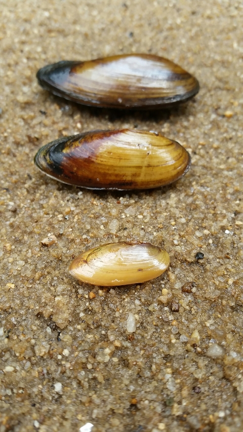 small, medium and large versions of the same elongated mussel, all show yellow coloration darkening as they age.
