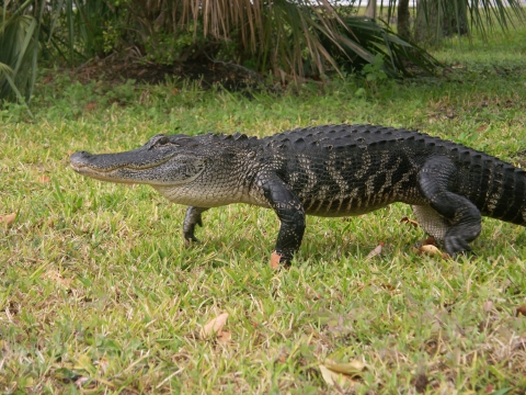 American Alligator walking on a grassy area of the refuge.