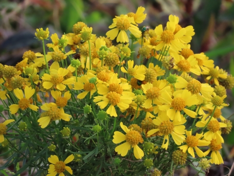 Bright yellow patch of flowers on green stems