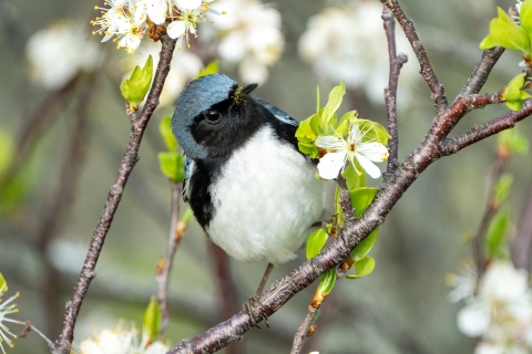 Image of black throated blue warbler in flowering tree