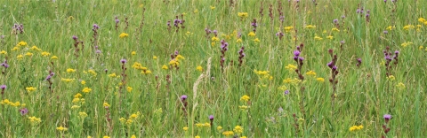 A meadow of pink blazing star and yellow goldenrod flowers.