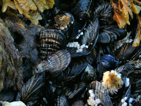 group of blue mussels out of water