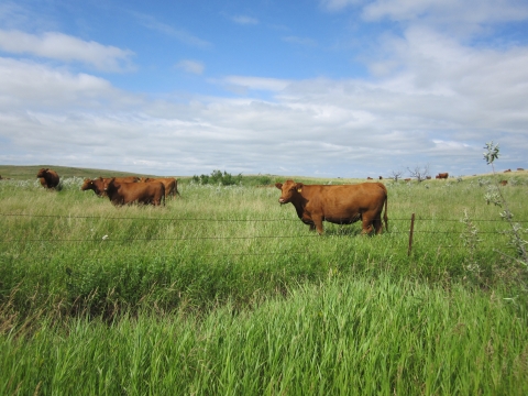 Brown cows grazing in a pasture. 