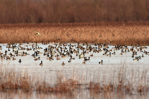 Duck flock on the water.