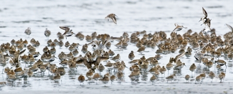 Dozens of small birds milling at the edge of the water, a few flying.