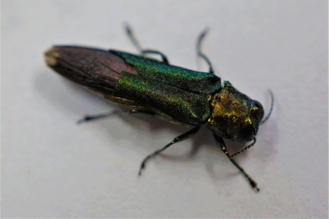 An adult emerald ash borer