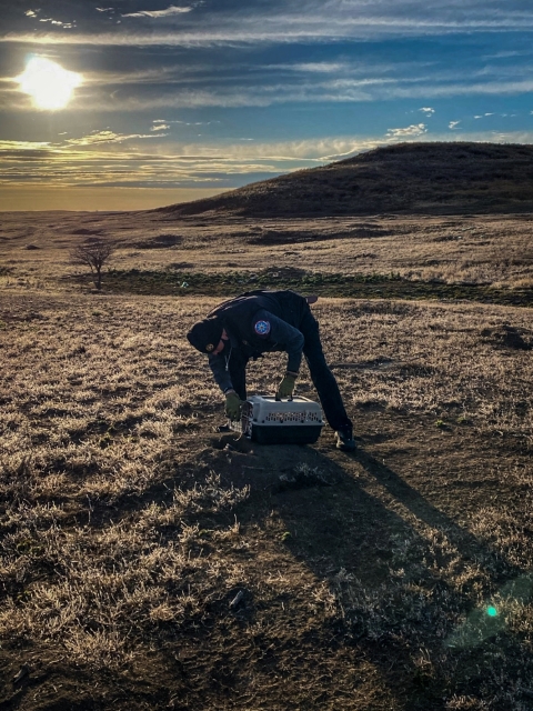A person in an open landscape releasing a black-footed ferret from an animal crate.