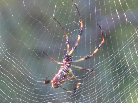 Large, yellow, black and red spider on a web