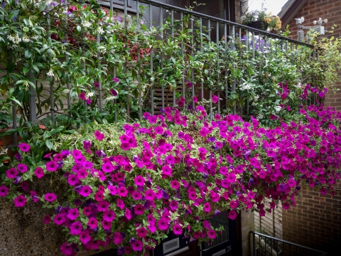 Plants in bloom surround a balcony.