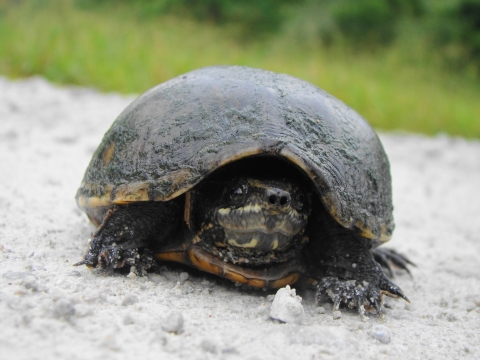 Full shot of a musk turtle looking straight at the camera while standing on a rocky surface with a green area as its background