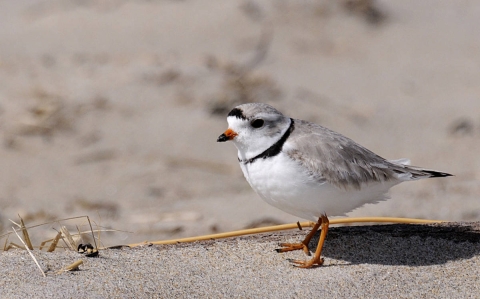 Piping Plover standing on sand in daylight with various twigs and dry vegetation. 