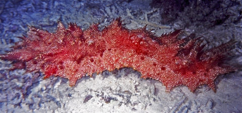Full shot of a red-lined sea cucumber on the ocean floor