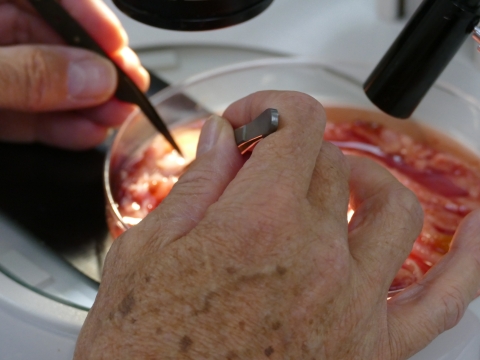 Biologist using tweezers to find tapeworms in fish intestines