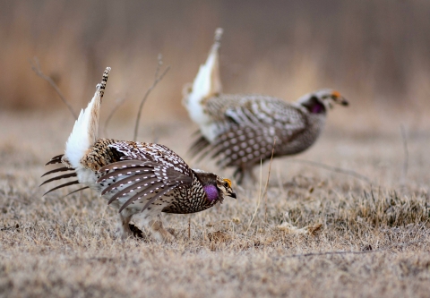 Male sharp-tailed grouse displaying for mates