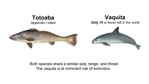 Comparison graphic of the totoaba and the vaquita. Text reads: Totoaba, Appendix II listed. Vaquita, only 10 left in the world. Both species share a similar size, range, and threat. The vaquita is at imminent risk of extinction.
