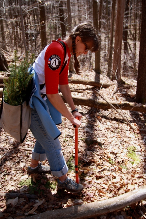 An AmeriCorps intern planting red spruce in the forest